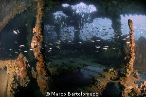 INSIDE THE BARON GAUTSCH WRECK by Marco Bartolomucci 